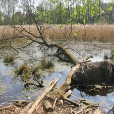 Fließwiese Ruhleben
