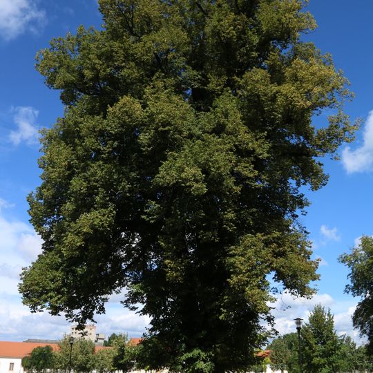 Špitálská lípa sv. Štěpána