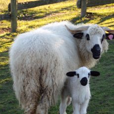 Parc animalier du Touron