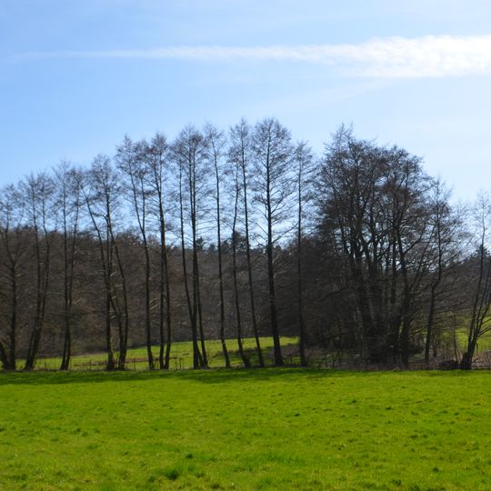Erlensumpf im Gerloh bei Idstein