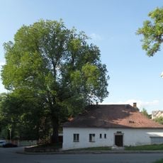 Jilm horský v Pelhřimově