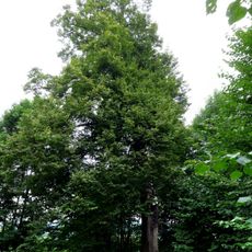 Lípa na Bobrovníku