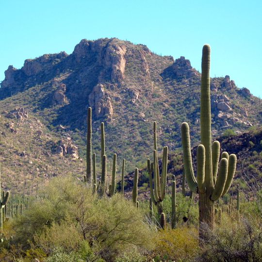 Parc national de Saguaro