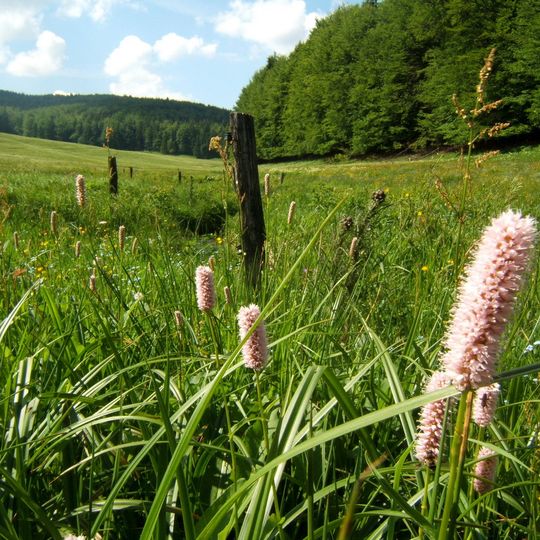 Thüringer Wald Biosphere Reserve