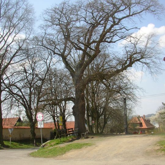 Lípa u kostela v Hrusicích