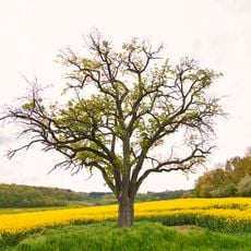 1 Birnbaum Kühbergsrain
