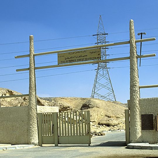 Petrified Forest near Maadi