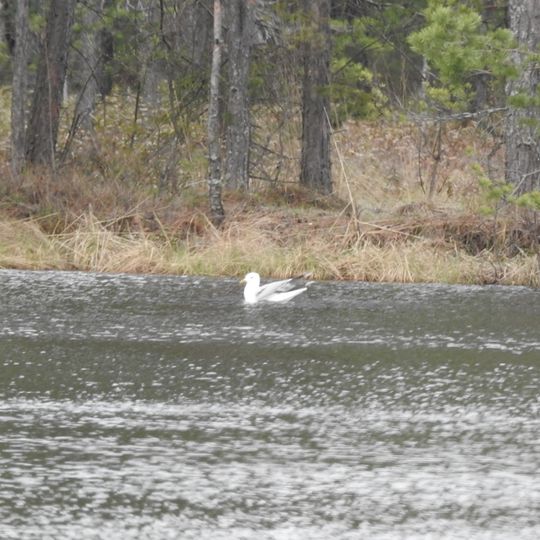 Lachuzhskiye Lakes Zakaznik