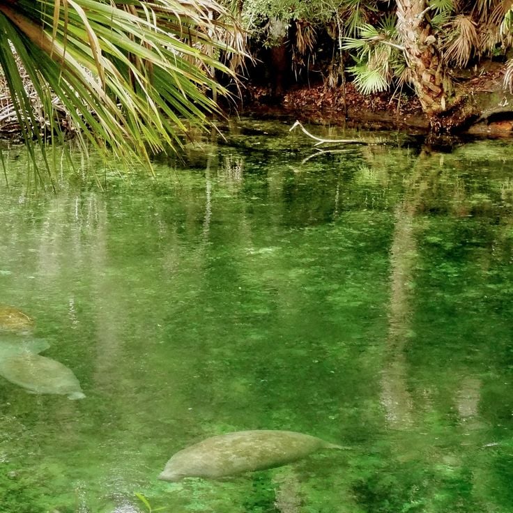 Blue Spring Staatspark