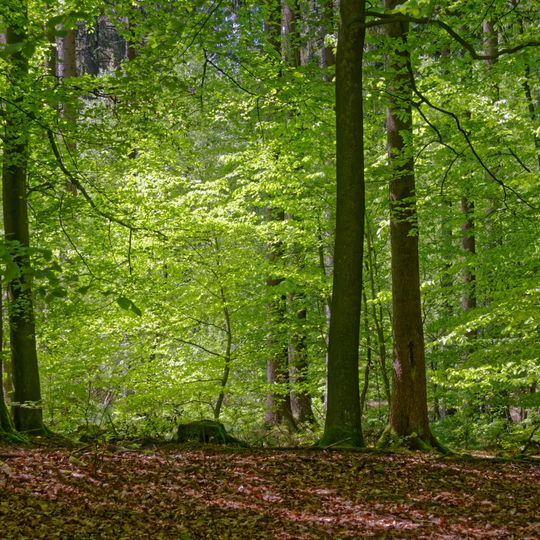 Riesewohld und angrenzende Flächen