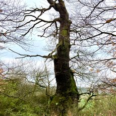 Traubeneiche von Rhoden