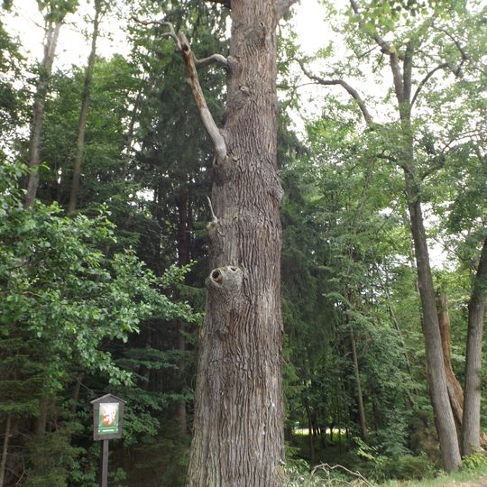 Dub u rybníka Malý Závistivý