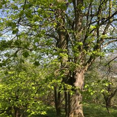 Oldřichovická lípa