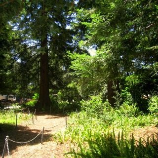 Arboreto de San Mateo