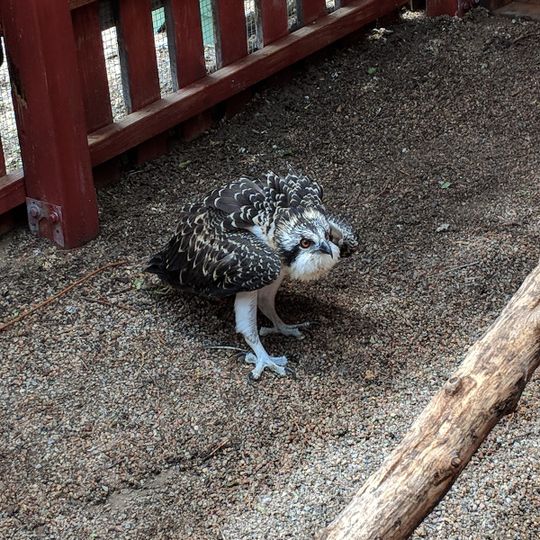 Nature and Raptor Center of Pueblo