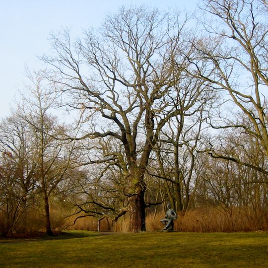 Stiel-Eiche Bellevuepark