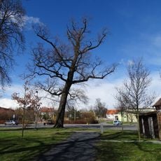 Památný dub letní v Březiněvsi