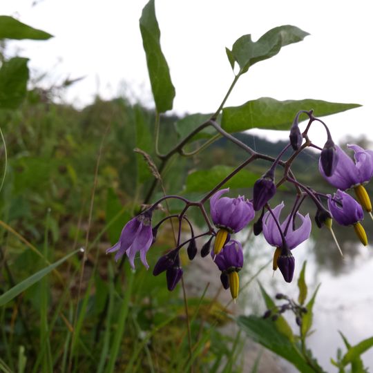 Naturschutzgebiet 'Scheerweihergebiet bei Schalkhausen'