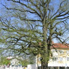 Verfassungslinde Grünwald