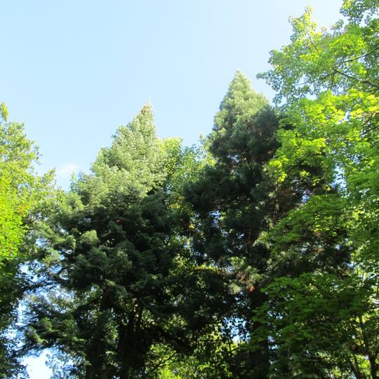 Arboretum und Wellingtonien am Goldboden