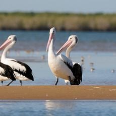 Busby Islet Conservation Park