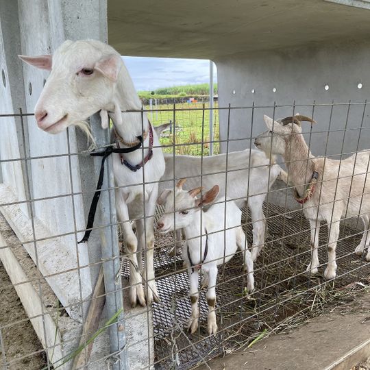 しろう農園ヤギふれあい牧場