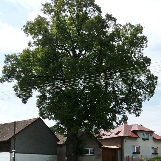 Lípa v Částkovicích