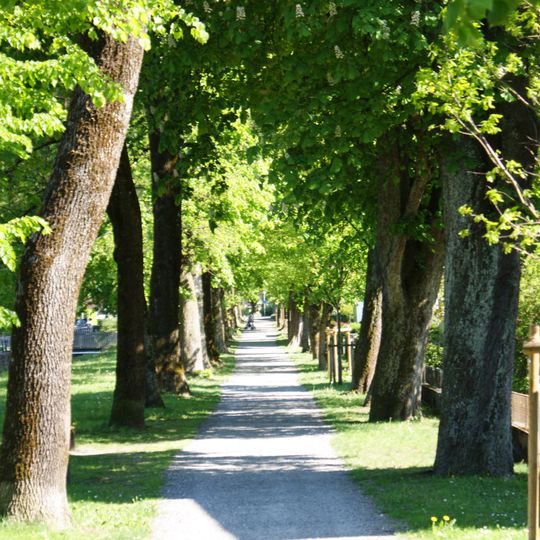 Natural monument "Schillerallee"