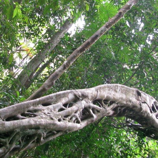 Daintree Discovery Centre