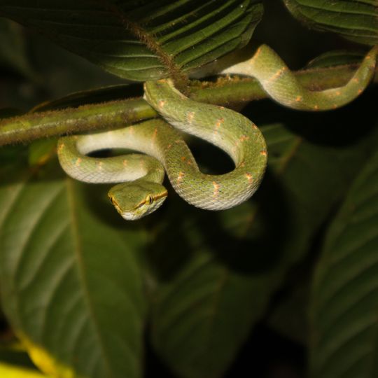 Parco nazionale di Bukit Baka Bukit Raya
