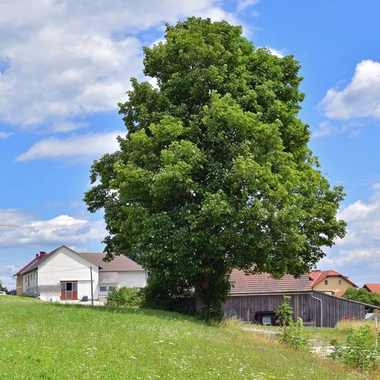 Doppel Ahornbaum in Kirchschlag