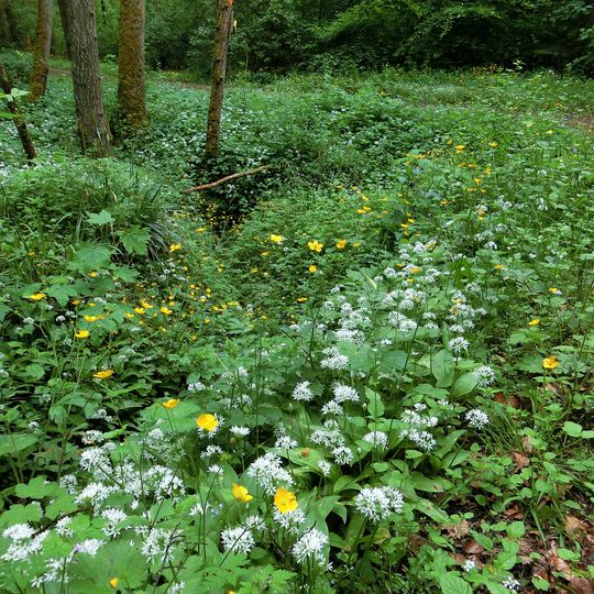 LSG 'Aichwald' vom 12.08.1991 geändert am 15.11.2000