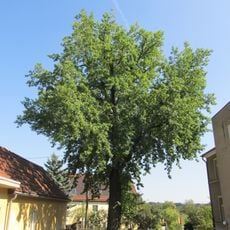 Luthereiche Pappritz