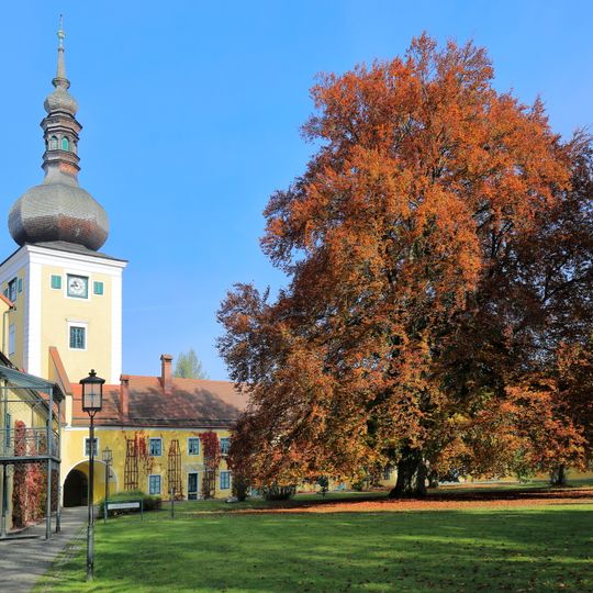 Schloßbuche in Attnang-Puchheim