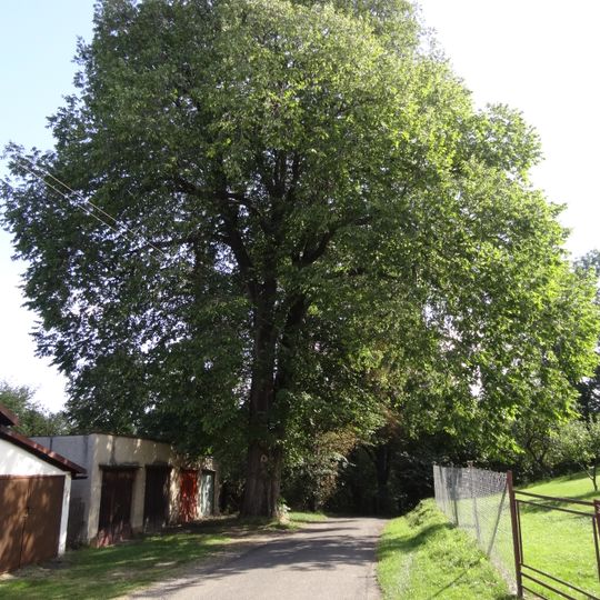 Jilm v Novém Městě pod Smrkem