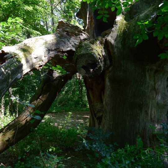 Пам'ятка природи місцевого значення «Дуб Б.Хмельницького в урочищі Виграївська дача»