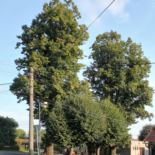 Dvě lípy velkolisté Paceřice