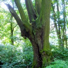 Svícnová lípa Na Hradě