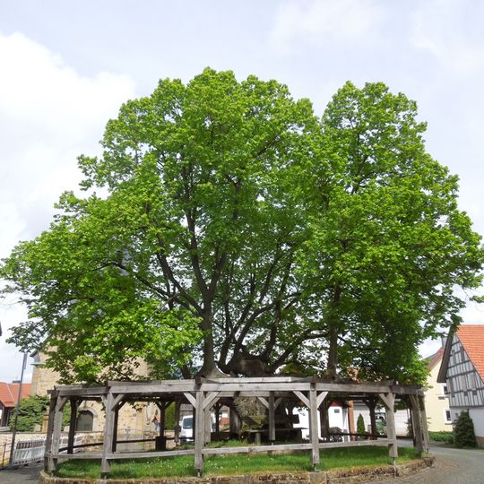 Linde in Sebbeterode