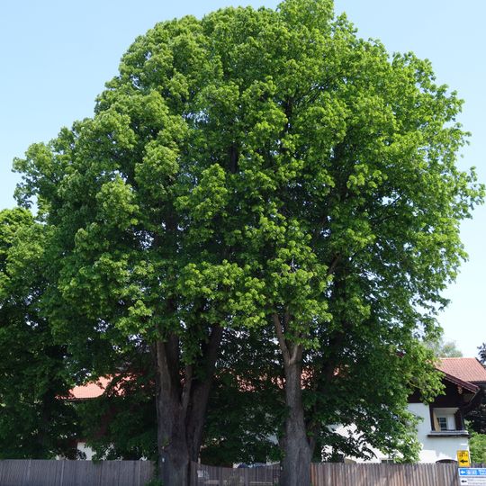 Linden beim Lindenhof
