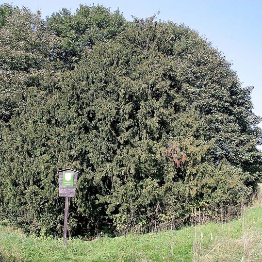 Tis v Krompachu - v louce