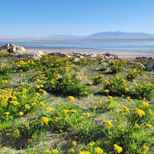 Antelope Island