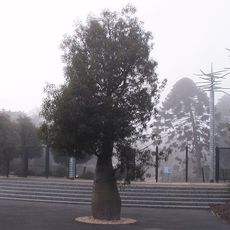 Jardín Botánico de Geelong