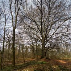 Fagus sylvatica near forester's lodge Dröschkau