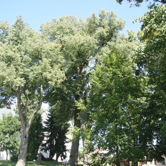 Lípy v Horních Borech