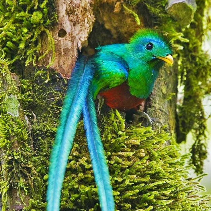Biotopo del Quetzal