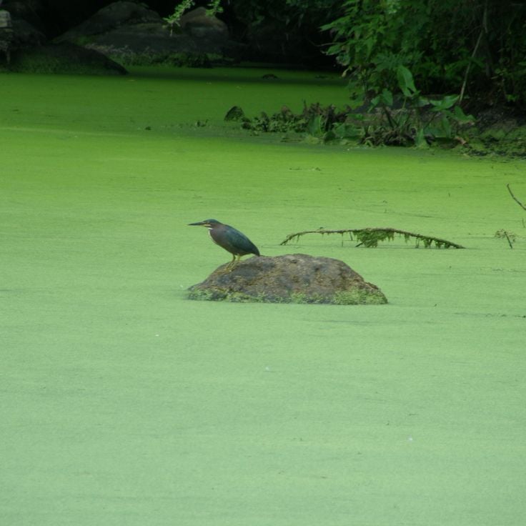 Bartlett Arboretum & Gardens