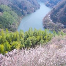 Tsukigase Plum Grove