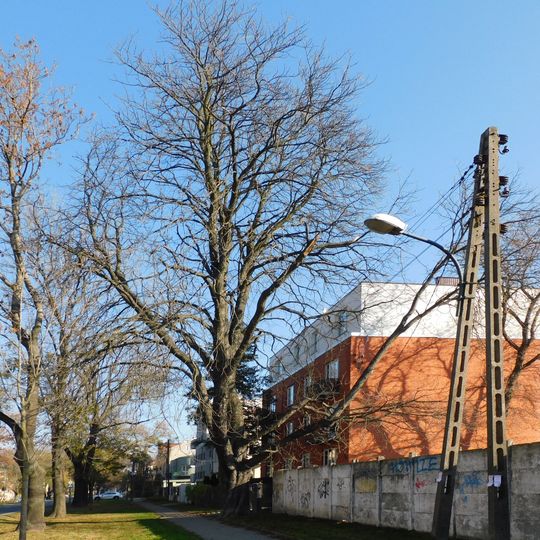 Kasztanowiec zwyczajny przy ulicy Potrzebnej 4a