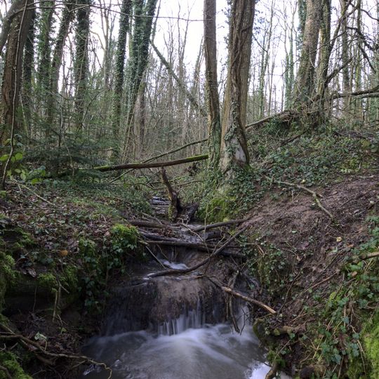 Auenwald am Heutensbach